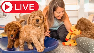 ADORABLE 5 Week Old Goldendoodle Puppies Play and Learn!