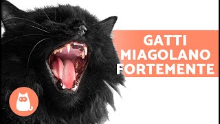 MIAGOLII DI GATTI ARRABBIATI😾🔊 I gatti miagolano forte!