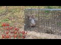 サル捕獲1【箱罠】【有害鳥獣駆除】