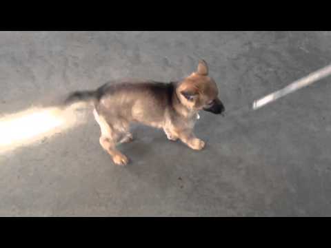 Swagger von Prufenpuden Personal Protection Puppy Testing and Evaluation Swagger von Prufenpuden Personal Protection Puppy Testing and Evaluation