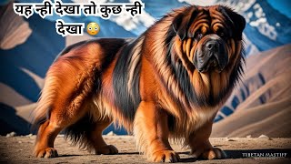 The Enigmatic Tibetan Mastiff: A Deep Dive into the World's Most Mysterious Dog Breed