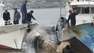 Live正在直播：小清新慎入！上海科技馆解剖搁浅鲸鱼尸体