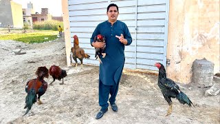 My farm update | Basheer purbana aseel hens and roosters