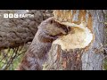 Busy Beavers Build Dam Ahead of Winter | Yellowstone | BBC Earth
