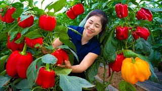 Harvesting Bell pepper \u0026 Goes To Market Sell | Gardening And Cooking | Lý Tiểu Vân