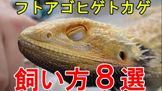 【トカゲ】フトアゴヒゲトカゲ を飼う前に知っておくべき８つのこと