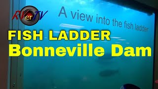 Bonneville Dam - Columbia River - Fish Ladder