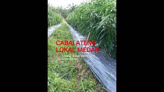 Cabai Ateng Lokal Medan | Usia 60 hst | Rokan Hilir/Riau