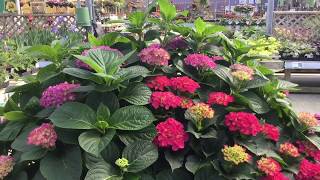 Large Pink Flowering Hydrangeas for Containers