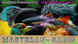 MASTERAN KOMBINASI TEMBAKAN TAJAM SPEED RAPAT ISTIMEWA BURUNG AUTO JUARA,MURAI BATU,KACER,CUCAK IJO