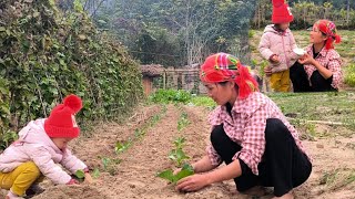 Mother and Bông growing more cabbage is making the mother and daughter farm more stable.