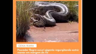 Pescador flagra sucuri gigante 'regurgitando' cobra à margem do rio