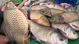 கொத்து கொத்தாக 160 எம் எம் வலையில் மாட்டிய மீன்கள் 😱 #shorts #fishing #video #lakefishing #netfish