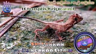 Sri Lankan Kangaroo Lizard | ශ්‍රී ලංකාවේ පිනුම් කටුස්සා / තැලි කටුස්සා | by Nayi Malli