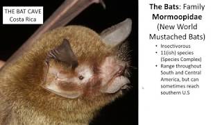 WILD About Bats! Webinar