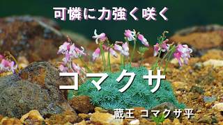 高山植物の女王 コマクサ に会いに蔵王へ 2018/07/02