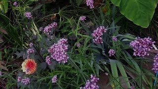 Growing Verbena Bonariensis