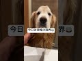 今日は俺の番🍵 shorts ゴールデンレトリバー 大型犬のいる生活 犬好き 癒し goldenretriever 愛犬 puppy ゴールデンレトリバー