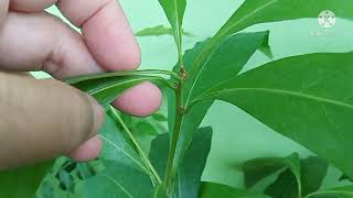 ขี้พร้าแม่หมก พุทธมุลี ผักหวานช้างโขลง ชื่อวิทย์ Actephila ovalis Ridl  Gage  ชื่อวงศ์  PHYLLANTHACE