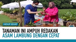 Racikan Sederhana untuk Gangguan Asam Lambung | Obat Herbal