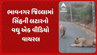 Bhavnagar Lion Video | ભાવનગર જિલ્લામાં સિંહની લટારનો વધુ એક વીડિયો વાયરલ.