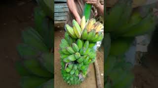 BERANI MAHAL HARGA PISANG KEPOK KUNING #shorts #shortsvideo #pisangkepok