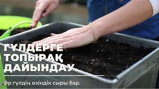 Үй гүлдеріне топырақ дайындау.Доллар гулин отыргызу.Бөлме гүлдеріне топырақты қалай дайындайды.