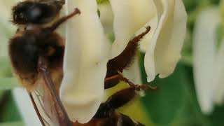 #Nature #macro Pollination by westernhoneybee on Drumstick flower|Beautiful natural act #compoundeye