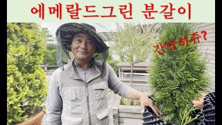 에어포트 에메랄드그린 높이별 분갈이 Tip 청솔농원 컨테이너재배 220617