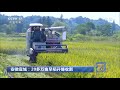 中国三农报道 安徽宣城：20多万亩早稻开镰收割 农业致富经 agriculture and farming