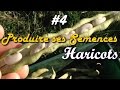 🌱 Produire ses semences #4 x HARICOTS (Facile & Gratuit) 🌱