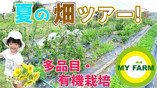 7月の畑、夏野菜の生育の様子を見てみよう！│子どもと農体験・自然体験