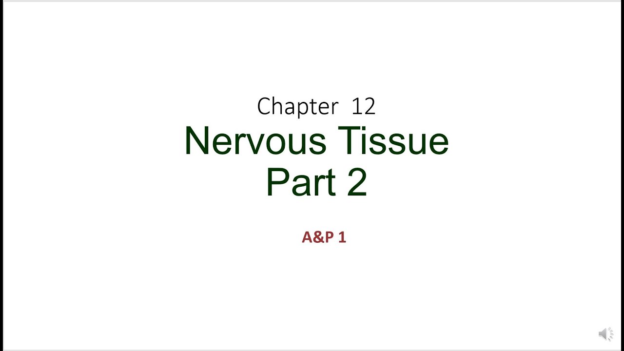 A&P 1 Chapter 12 Nervous Tissue Part 2 - YouTube