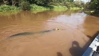 Black Caiman encounter