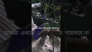 রাসূল (সাঃ)এর নাম শুনলে সবাই দরূদ পড়বো ইনশাআল্লাহ ❤️#আবু_ত্বহা_মুহাম্মদ_আদনান