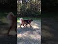 【大型犬】呼んでも無視を決め込むカイ君【leonberger】 shorts