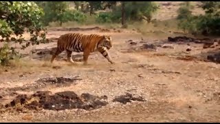 一只強壯的野生孟加拉虎 a strong wild bengal tiger