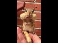 the cutest chipmunk gesture