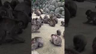 猿の数が多過ぎてヤバい…【高崎山自然動物公園】