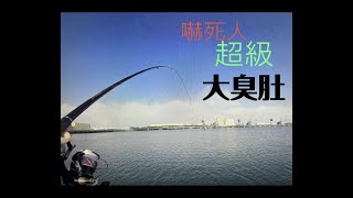 台中港100號碼頭磯釣誘鯛練餌中超級大臭肚