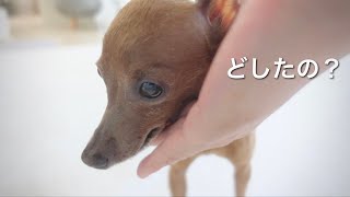 【50代、未婚、子無し】ガクガク震える子鹿犬が心配でたまらない一日【ミニピン／元保護犬】