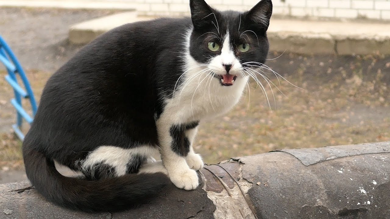 Images Of Black And White Kittens