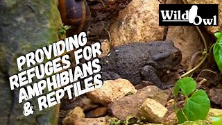 Providing Refuge for Amphibians & Reptiles