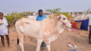 ఐజ సంతలో ఒంగోలు జాతి గోధుమ పుల్ల పాల పల్ల కోడెను కొనుగోలు చేసిన రైతు-ieeja bulls market-ieeja market