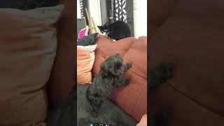 Kiki the Cockapoo meeting Sumi-chan! #cockapoo #puppy #cat #kitten #love