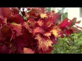 Henna coleus is a colorful Super Plant for summer gardens