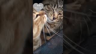 #猫 #cats  #癒し #癒し動画  #おもしろ動画  #short #shorts