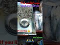 shorts ashortaday fish market scene मछली बाजार का दृश्य amazing video sunil kumar aino