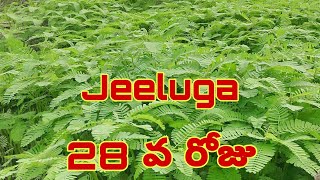 jeeluga @28వ రోజు || jeelugu  || pachirotta || green manure