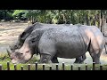 Rhinoceros | Singapore Zoo